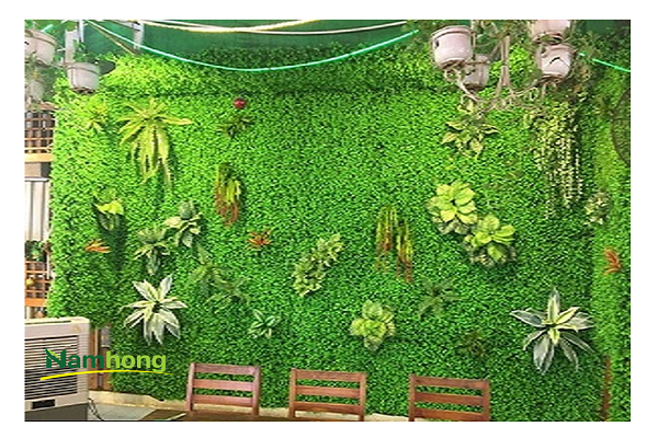 thảm cỏ Hà Nội