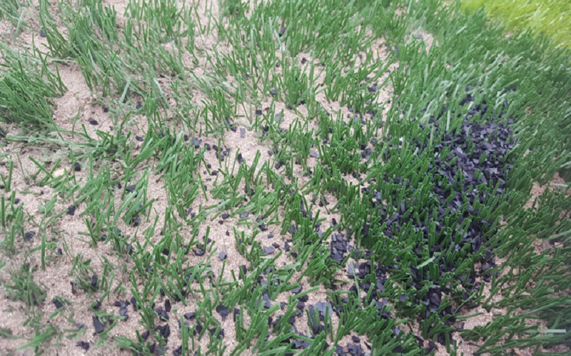 thảm cỏ Hà Nội