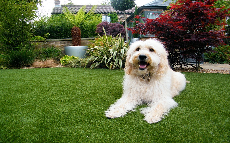 thảm cỏ Hà Nội